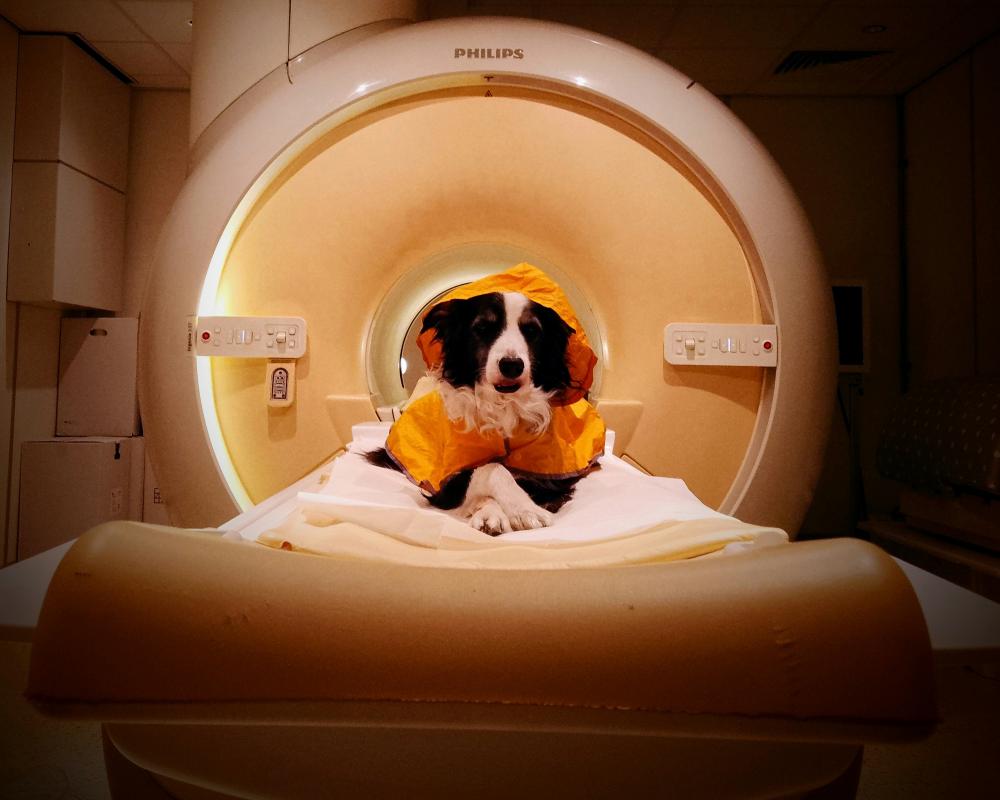 Dogs Can Distinguish Fearful, Angry, Sad Human Faces, Study Finds