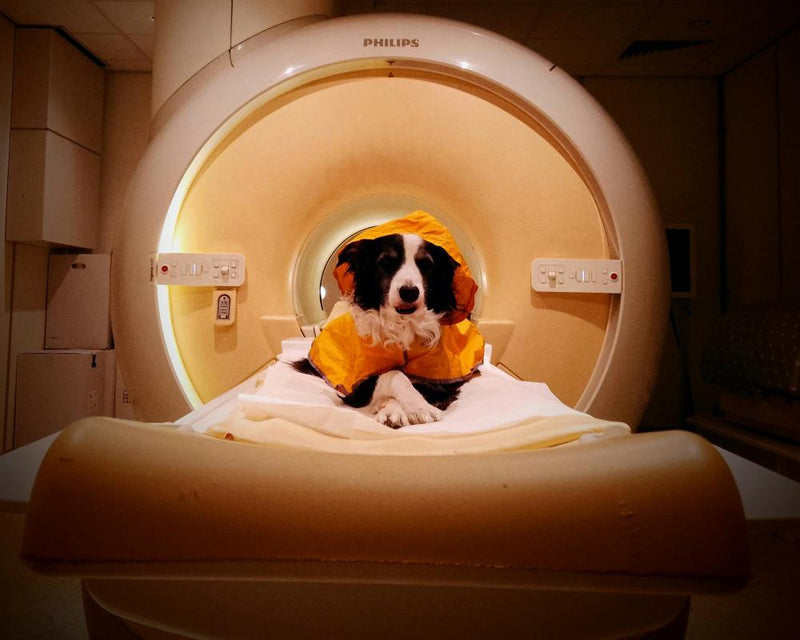Dogs Can Distinguish Fearful, Angry, Sad Human Faces, Study Finds