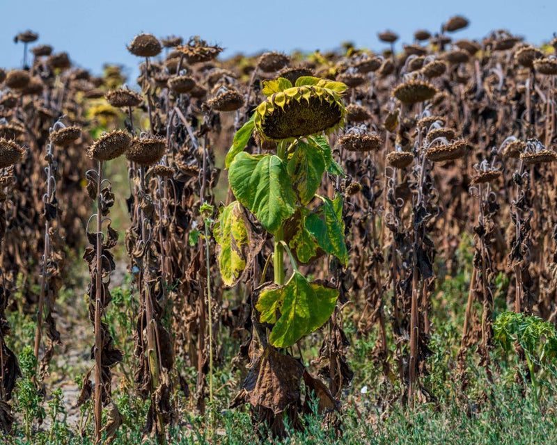 Extreme Heat Breaks Records in Central and Eastern Europe