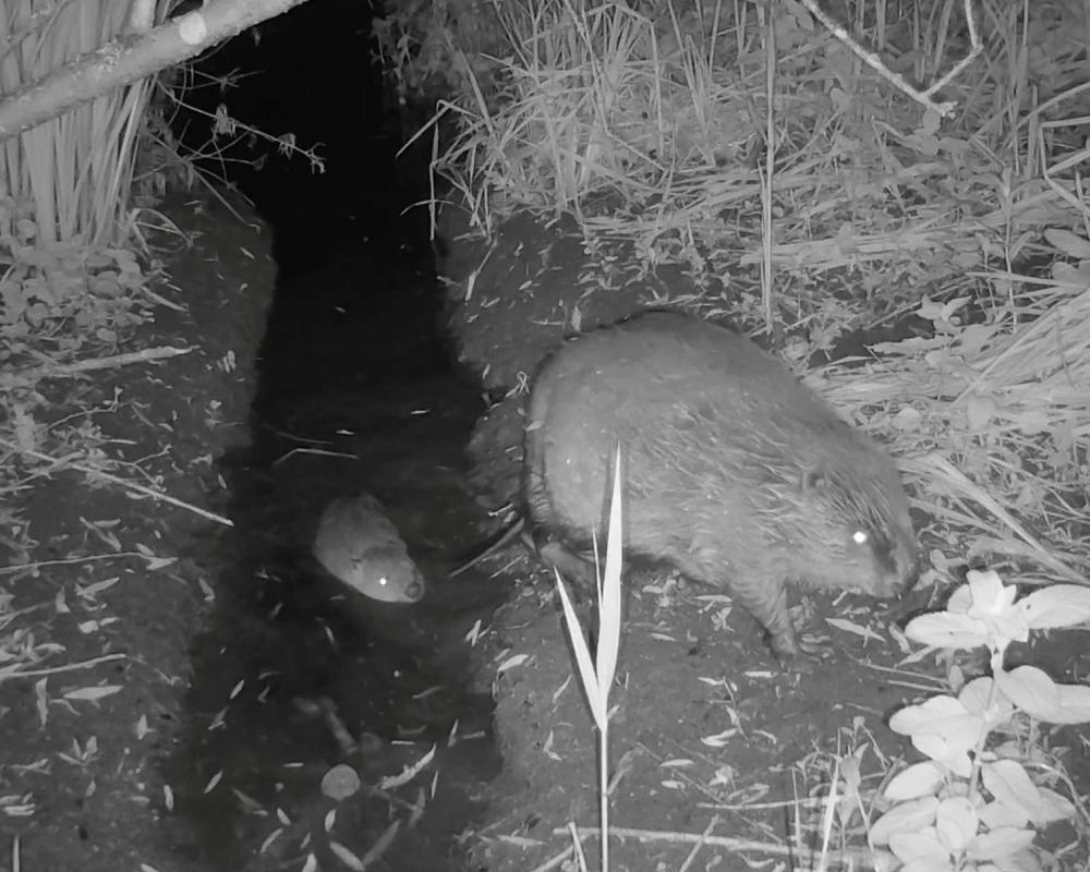 Wild Beaver Kits Born in Norfolk After 500 Years
