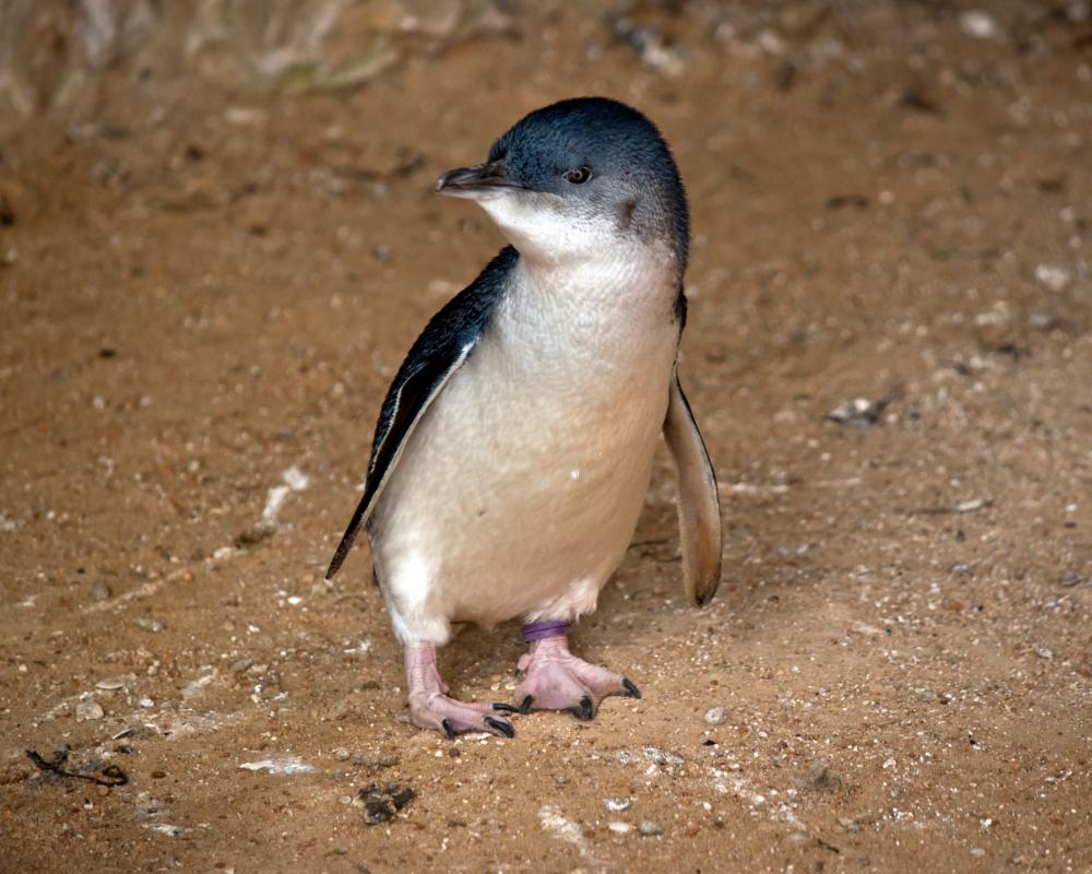 H5 Bird Flu Kills Little Penguin in Australia's First Case