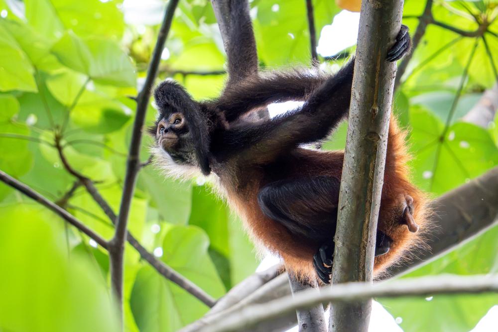 Exotic Animal Photoshoots Lead to Charges for Two Maryland Men