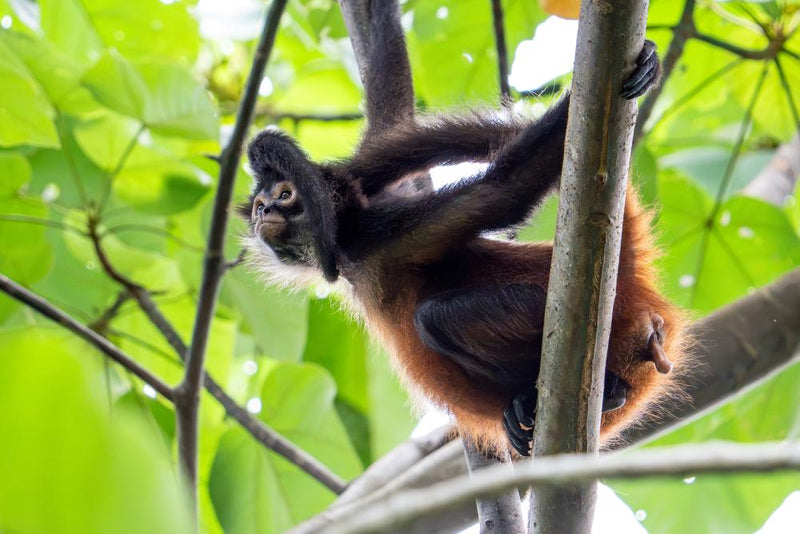 Exotic Animal Photoshoots Lead to Charges for Two Maryland Men