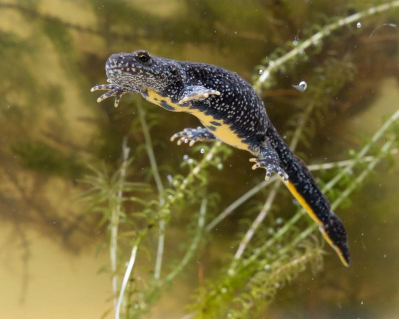 Ponds Need Legal Protection: Why Freshwater Havens Deserve a Law