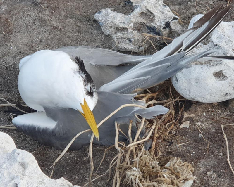 H5 Bird Flu Causes Mass Deaths of 1,000+ Birds in Australia