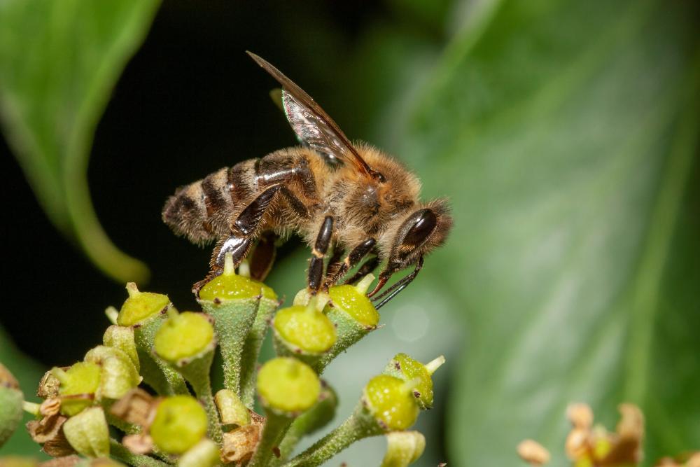 Honeybees Outcompete Wild Pollinators for Food Resources