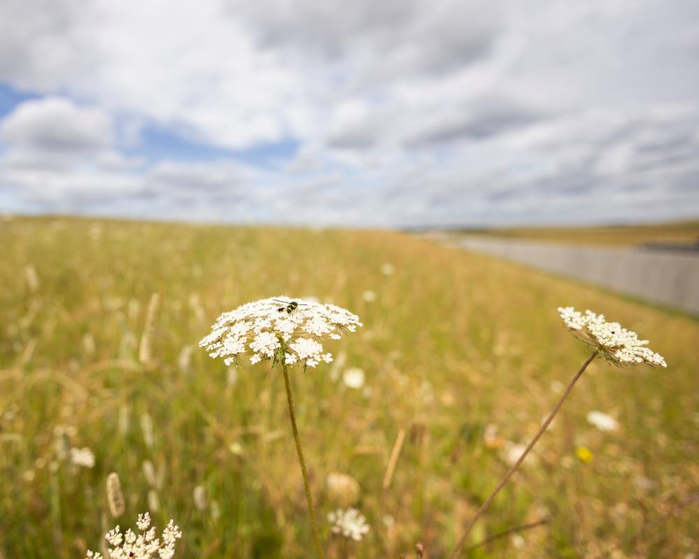 HS2 Rewilding Project Creates Thriving Wildlife Habitat