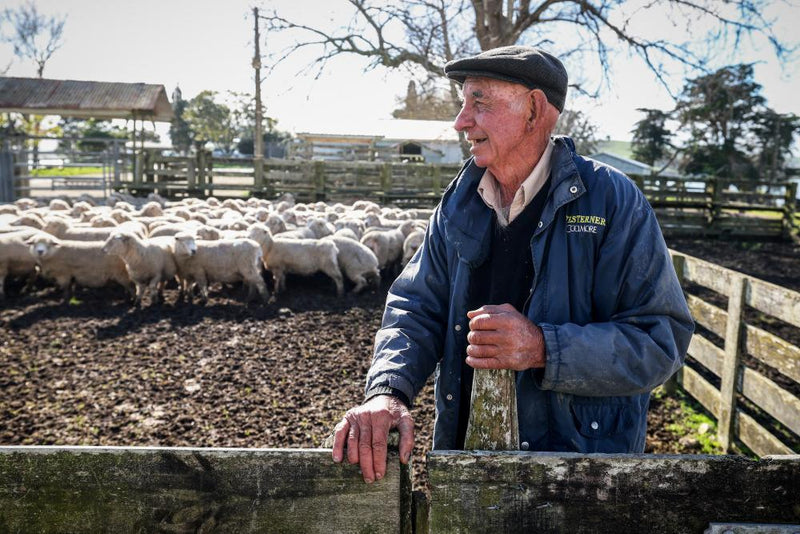 New Zealand Wool Industry Makes a Comeback: Key Insights