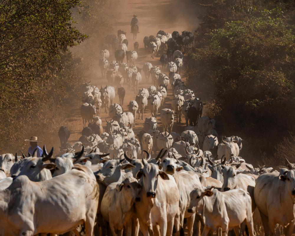 UK Urged to Ban Brazilian Meat Imports Over Antibiotic Concerns