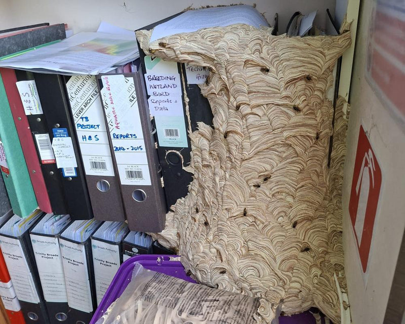 Nature Reserve Manager Coexists with Giant Wasp Nest in Office