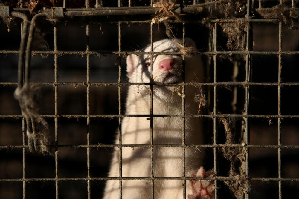 Utah Mink Farm Bird Flu Outbreak Raises Transparency Concerns