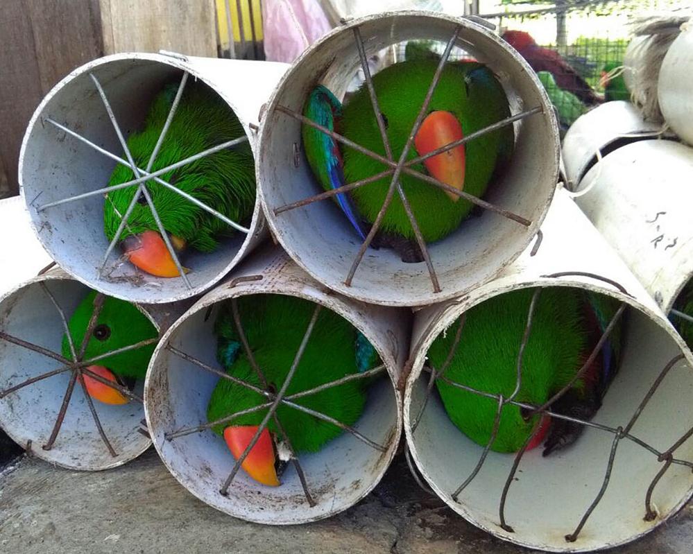 Wildlife Trade Twice as Large as Thought, Study Warns