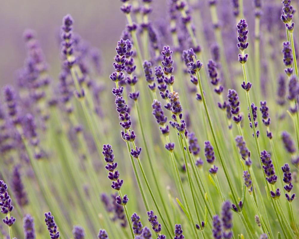 Purple Reign: Why Purple Plants Dominate British Gardens