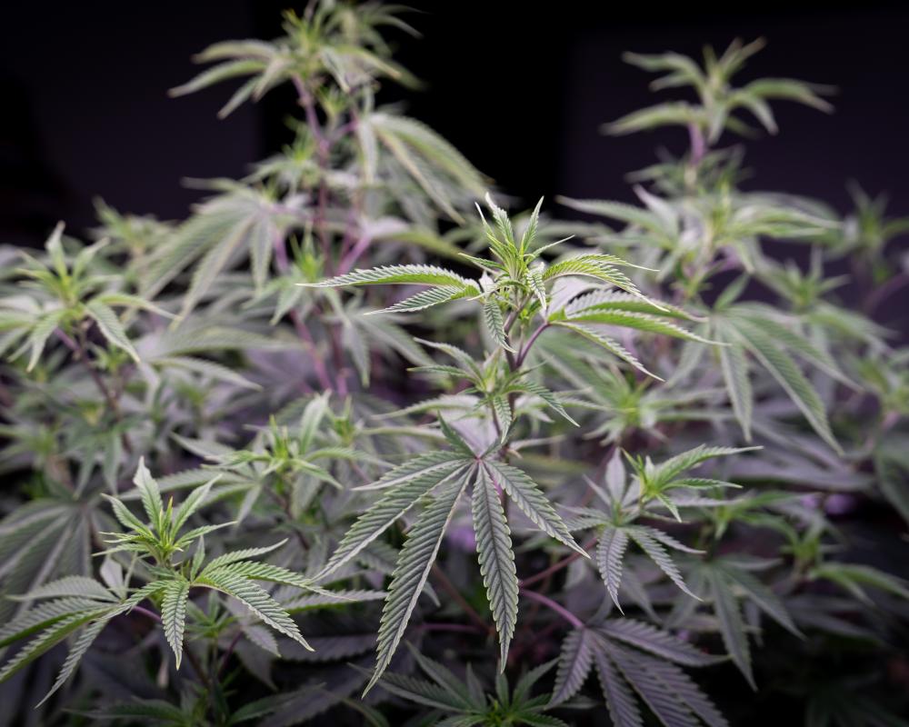 Medicinal Cannabis THC Levels: Australians Prescribed High Doses