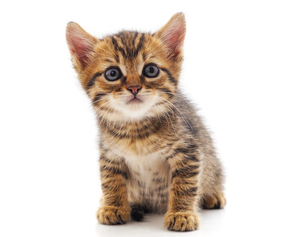 US Cat Ownership Surges as More Households Choose Kittens
