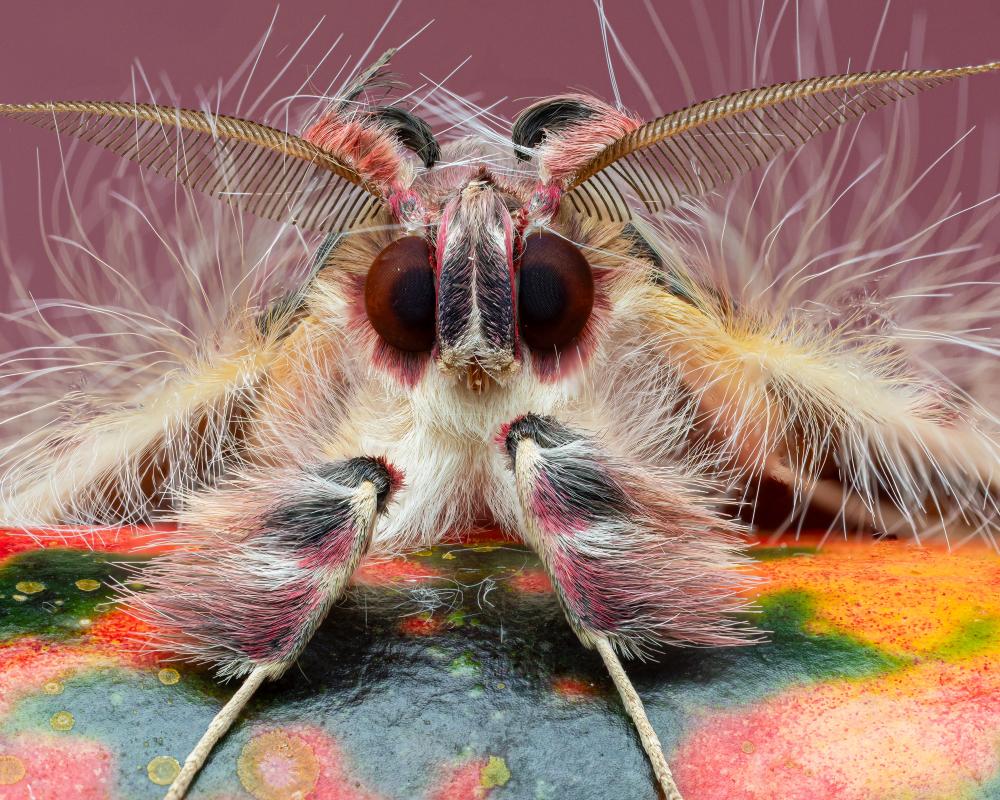 Macro Photography: The Mesmerising Art of Capturing Tiny Worlds
