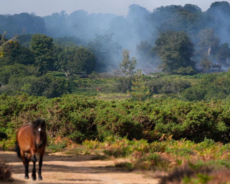 New Forest Fire Threatens Rare Heathland and Wildlife