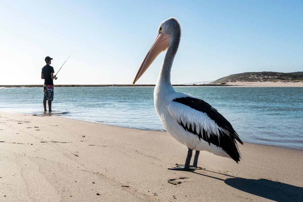 Bird Flu Threat: Which Australian Birds Are Most at Risk