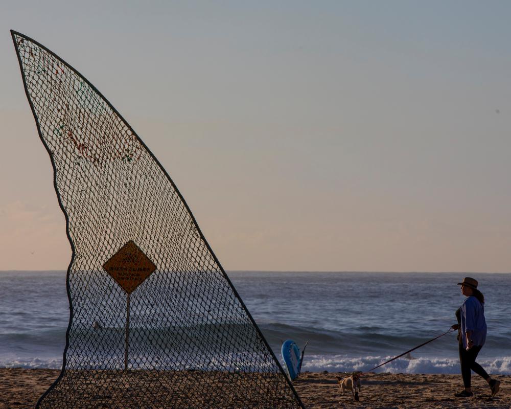 Sharks in Australia: Fear Threatens Conservation Progress