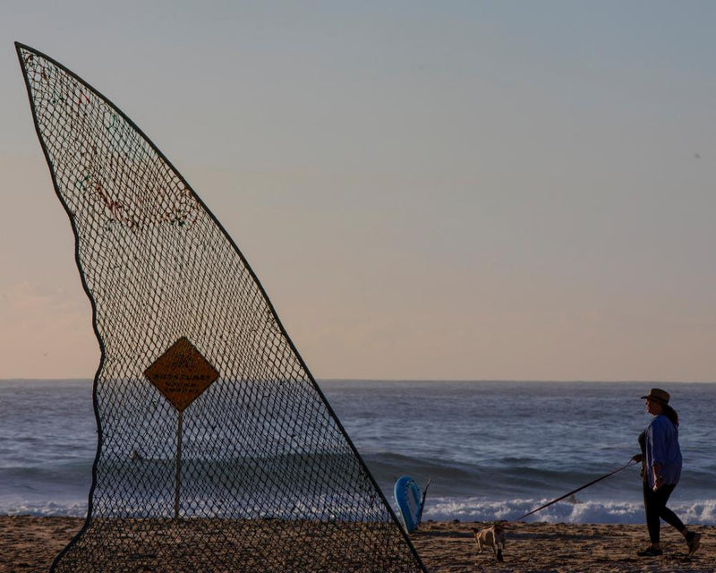 Sharks in Australia: Fear Threatens Conservation Progress