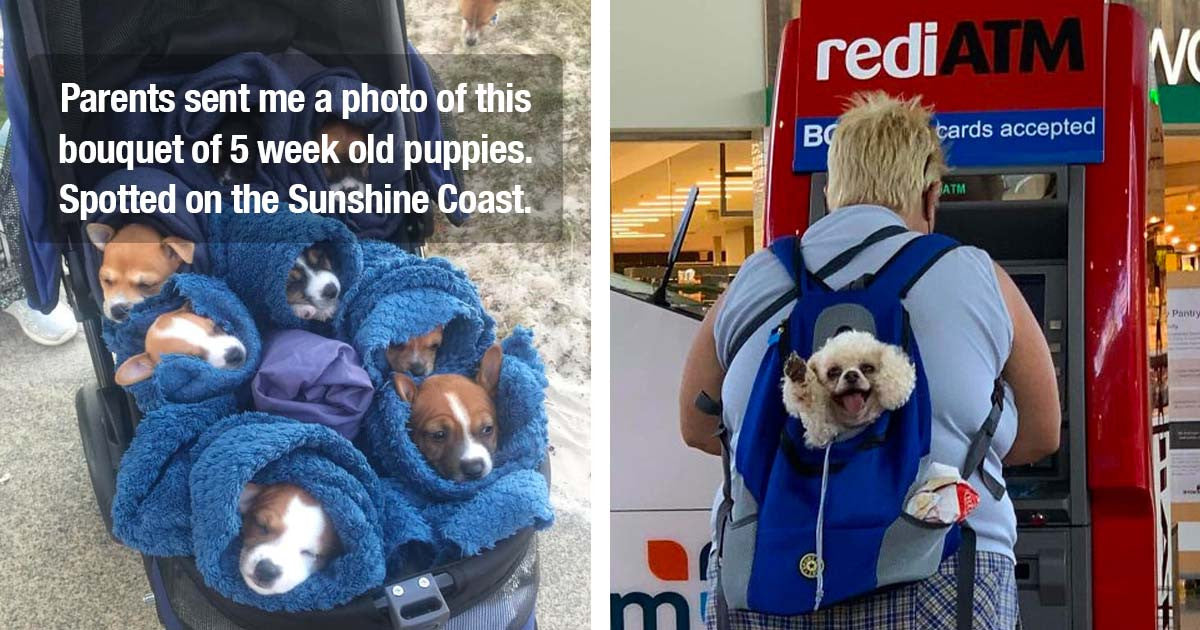 50 Times People Spotted The Cutest Dogs At The Most Random Places That Made Their Day Better