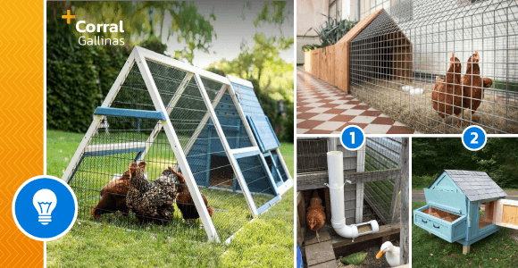 15 DIY Chicken Coops to Build in a Backyard! - grandgoldman.com