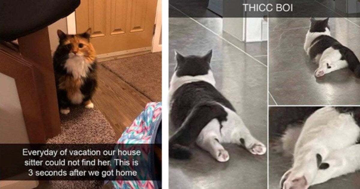 12 Cat Snaps Filled With Love And Pawsitivity