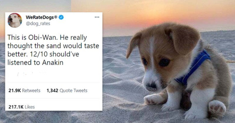 12 Doggo Tweets ‘WeRateDogs’ To Give You Your Daily Dose Of Wholesomeness - grandgoldman.com