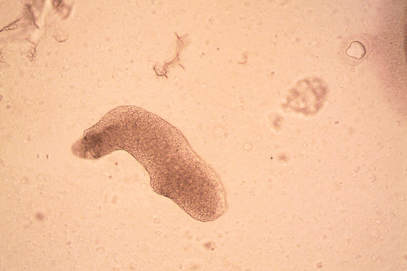 Motel Water Sample Reveals Secret of Plant Origins