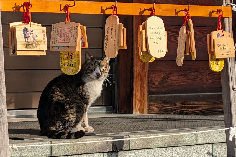 Japan's Stray Cat Invasive Species Plan Sparks Backlash