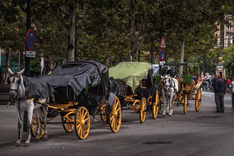 Seville Horse Carriage Black Market: Nearly All Drivers Undocumented