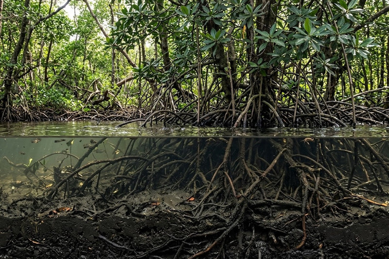 Mangrove Deforestation Releases Centuries of Stored Blue Carbon