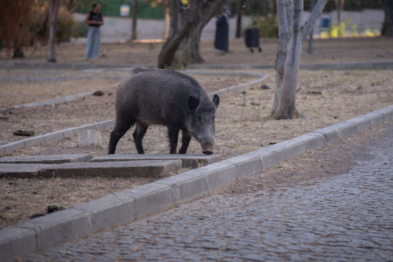122-kilo Wild Boar Terrorized a Galician Village: 23 Hunters Needed