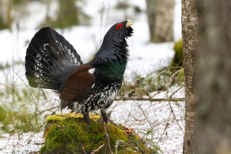 France Abandons Capercaillie Reintroduction: What Spain Can Learn