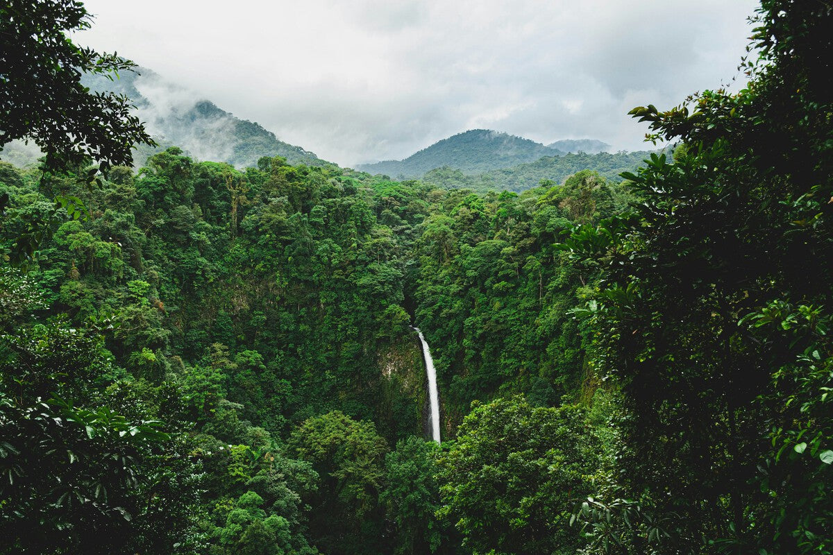 Costa Rica Reverses Deforestation: A Tropical Success Story