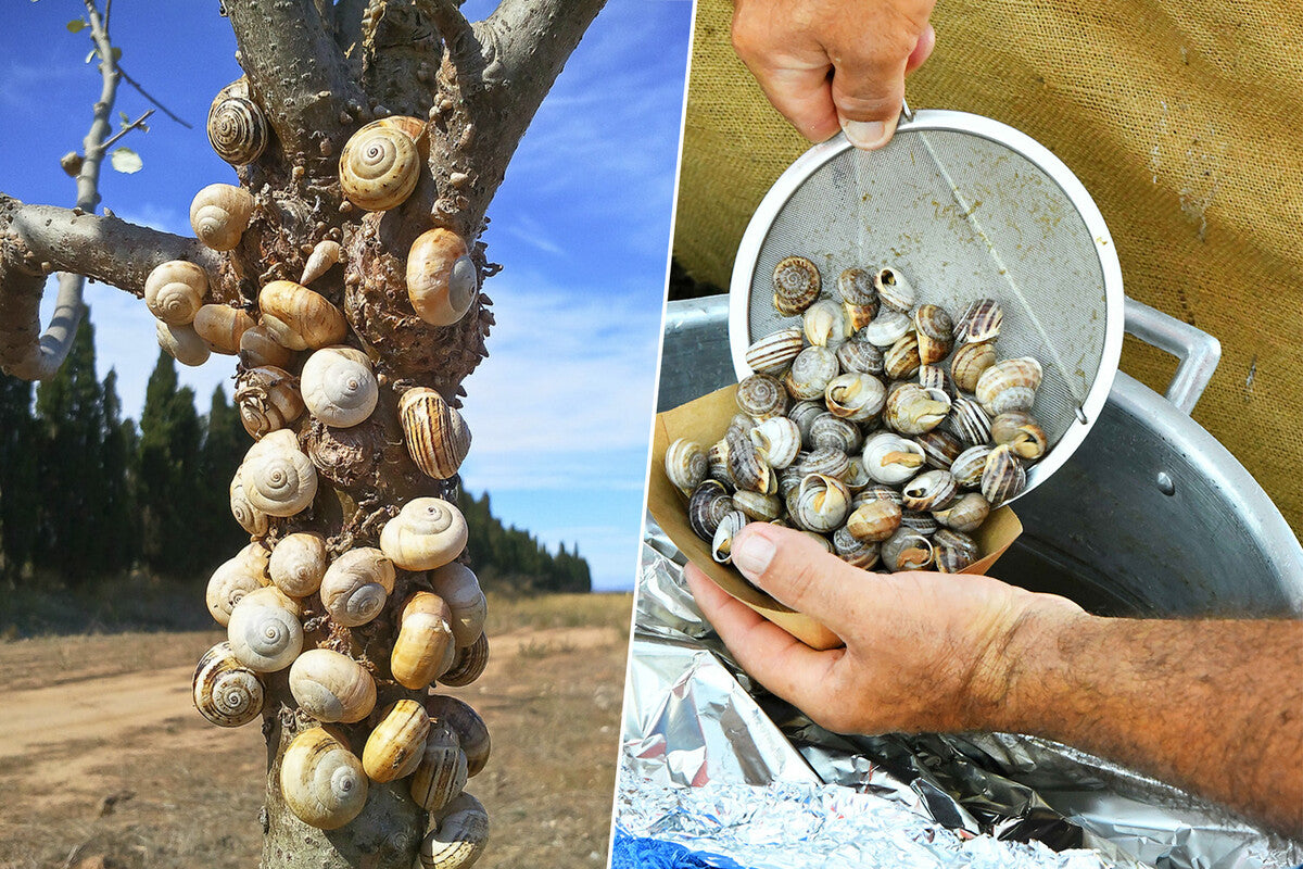 Mallorca Snail Decline Sparks Agricultural Pest Crisis