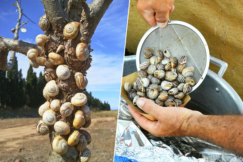 Mallorca Snail Decline Sparks Agricultural Pest Crisis