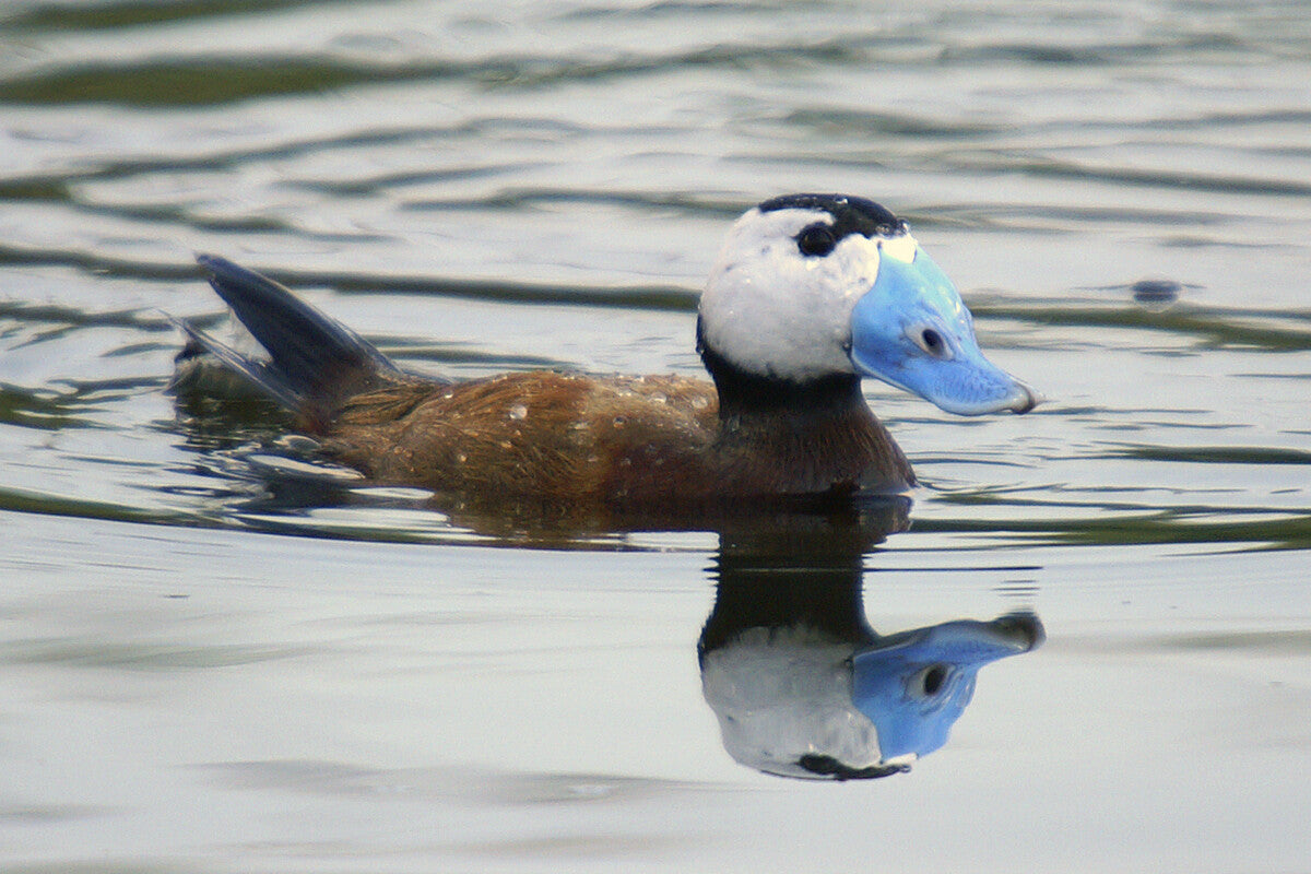 White-Headed Duck Rescue: How Spain Saved a Species