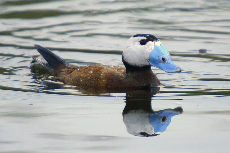 White-Headed Duck Rescue: How Spain Saved a Species