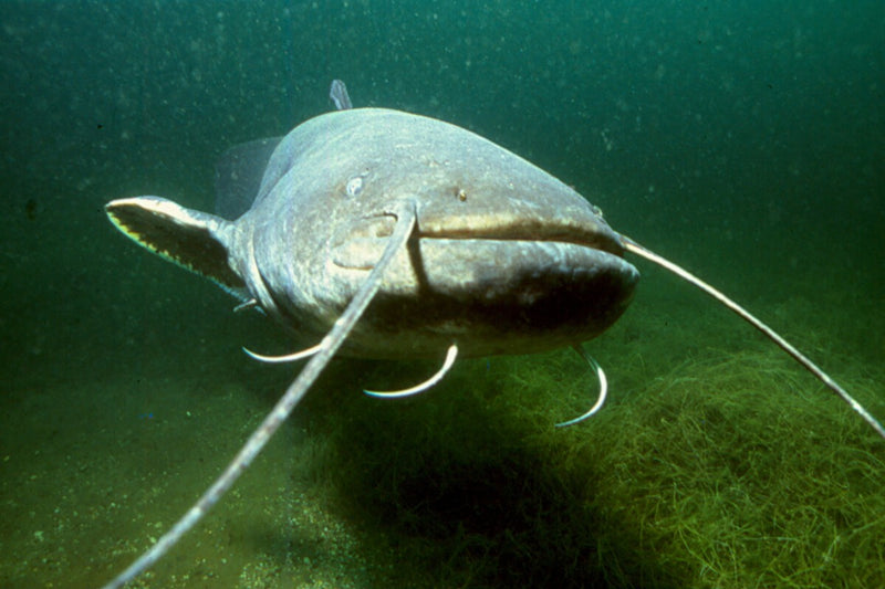 The Catfish That Ate Spain: Half a Century of the Ebro River Monster