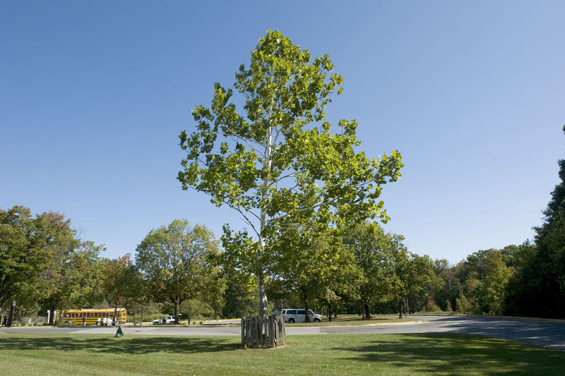 Moon Trees: How Apollo 14 Seeds Became Giant Earth Trees
