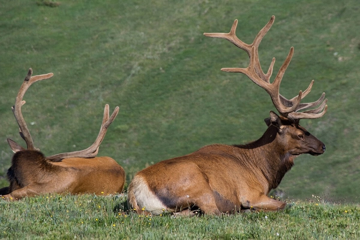 Kentucky Elk Reintroduction: 1,541 Released, 13,000 Thriving