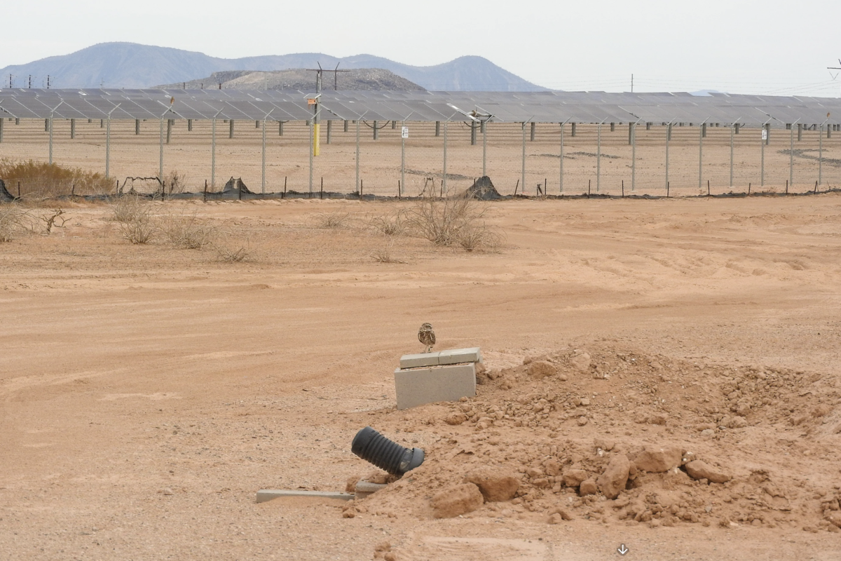 Solar Farm Owls Thrive: 40 Burrowing Owls at Arizona Plant