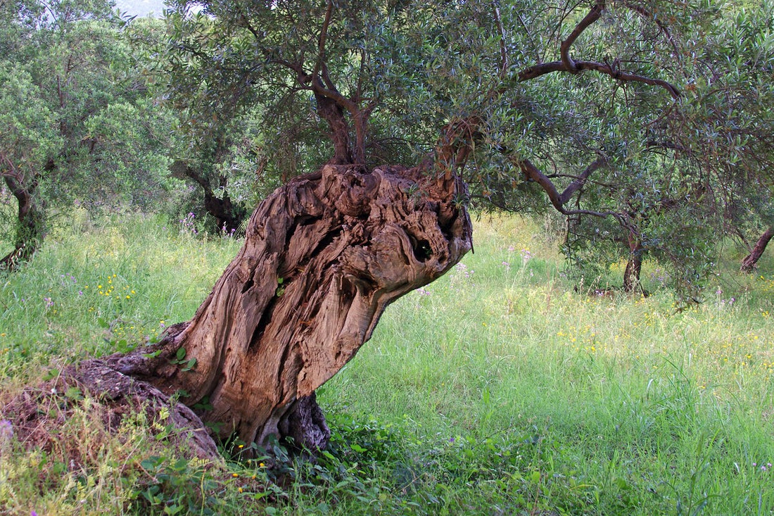 Mallorca Water Crisis: Why One Avocado Tree Drinks Like 15 Olives