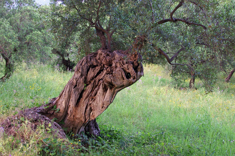 Mallorca Water Crisis: Why One Avocado Tree Drinks Like 15 Olives