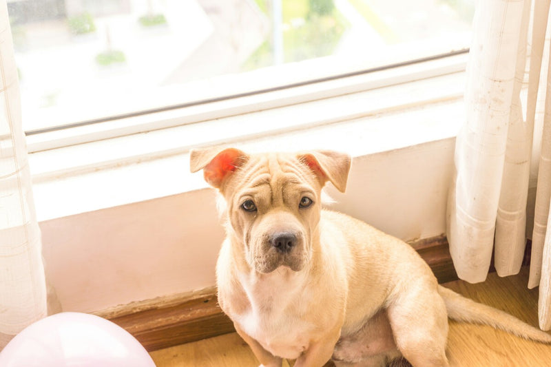 Dog Ownership in Spain: Expert Tips for a Happy, Healthy Life