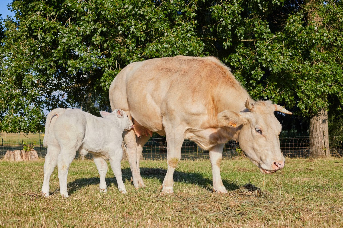 Rubia Gallega Cattle Breed Is Disappearing Despite Global Fame