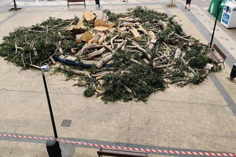 Málaga Ficus Removal: Mayor Defends Century-Old Tree Cutting