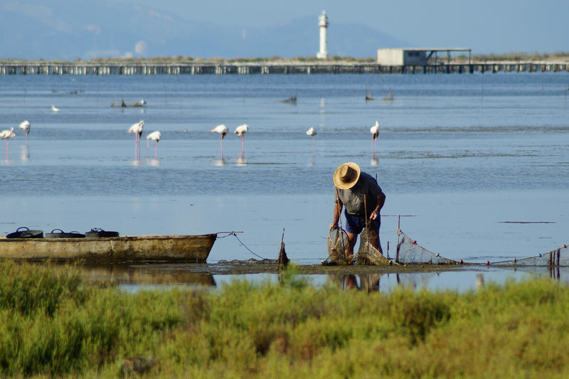 Extreme Heat Threatens Ebro Delta Mussels, Oysters Eyed as Solution