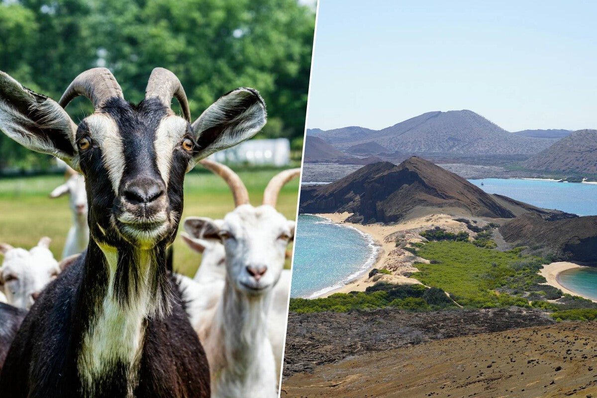 Galápagos Invasive Goats: How 700 'Judas Goats' Helped Eradicate 140,000